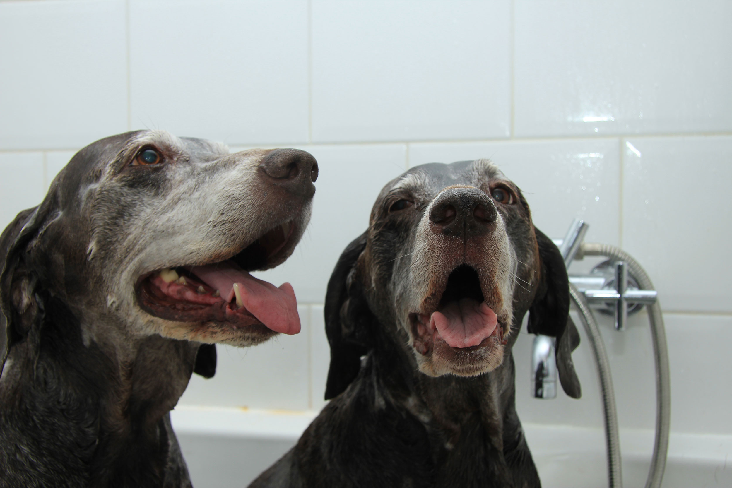 Two Senior Dogs Waiting for Bath Time