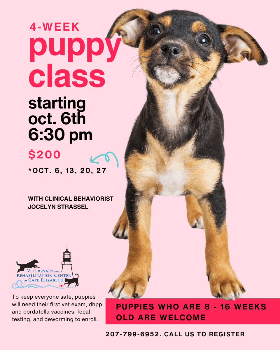 Puppy Classes