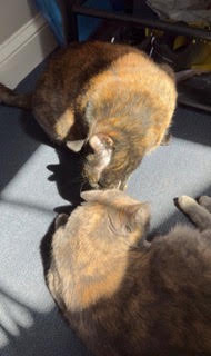 Cats