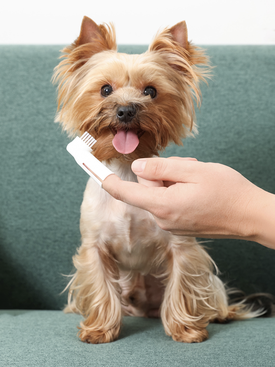Dentistry - Dog + Toothbrush