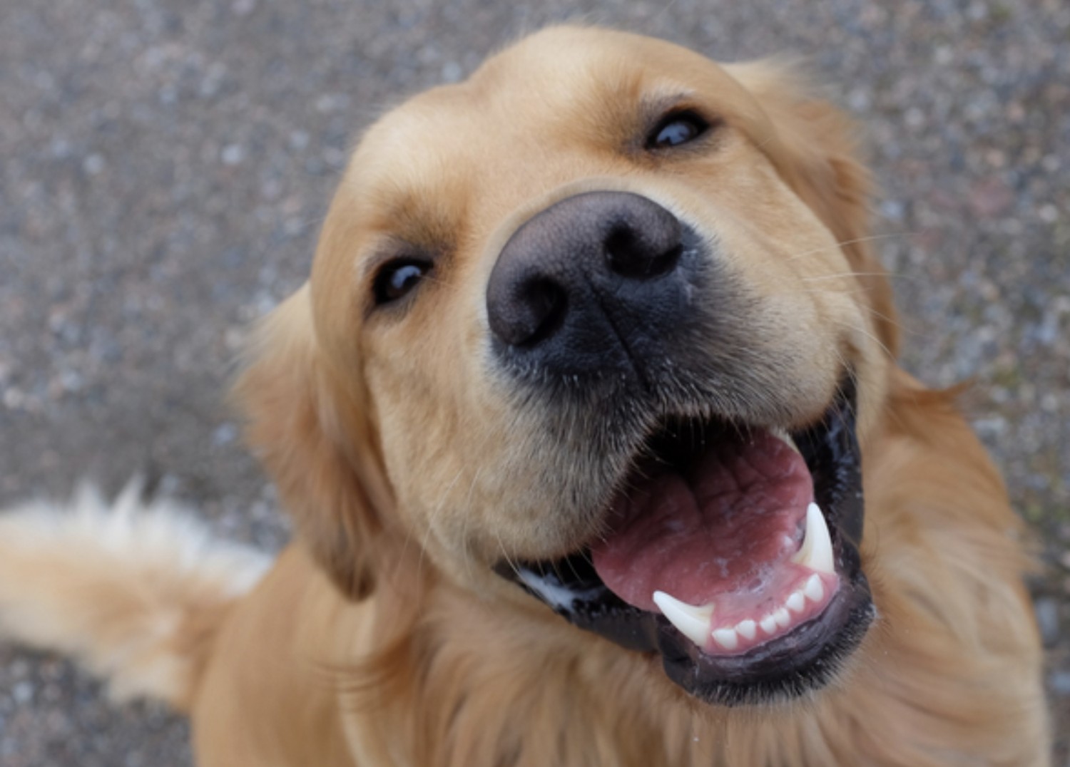 Smiling Golden Retriever