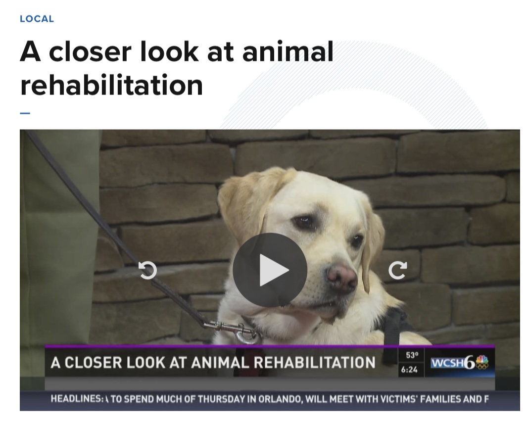 A closer look at animal rehablitation