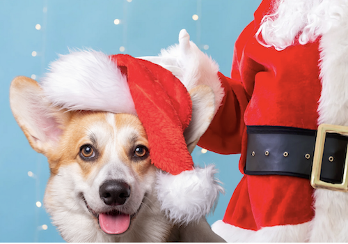 Santa and Dog