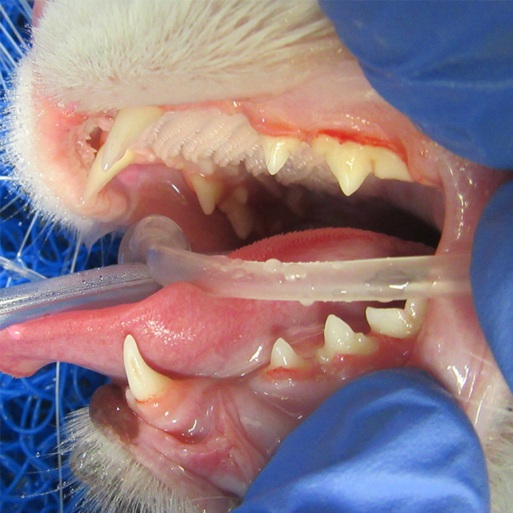 Dental Cleaning After