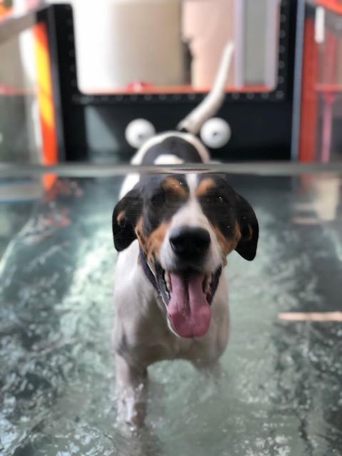 Dog in Rehab