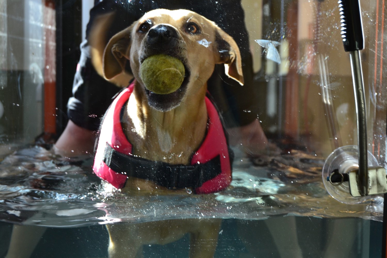 Dog in Rehab
