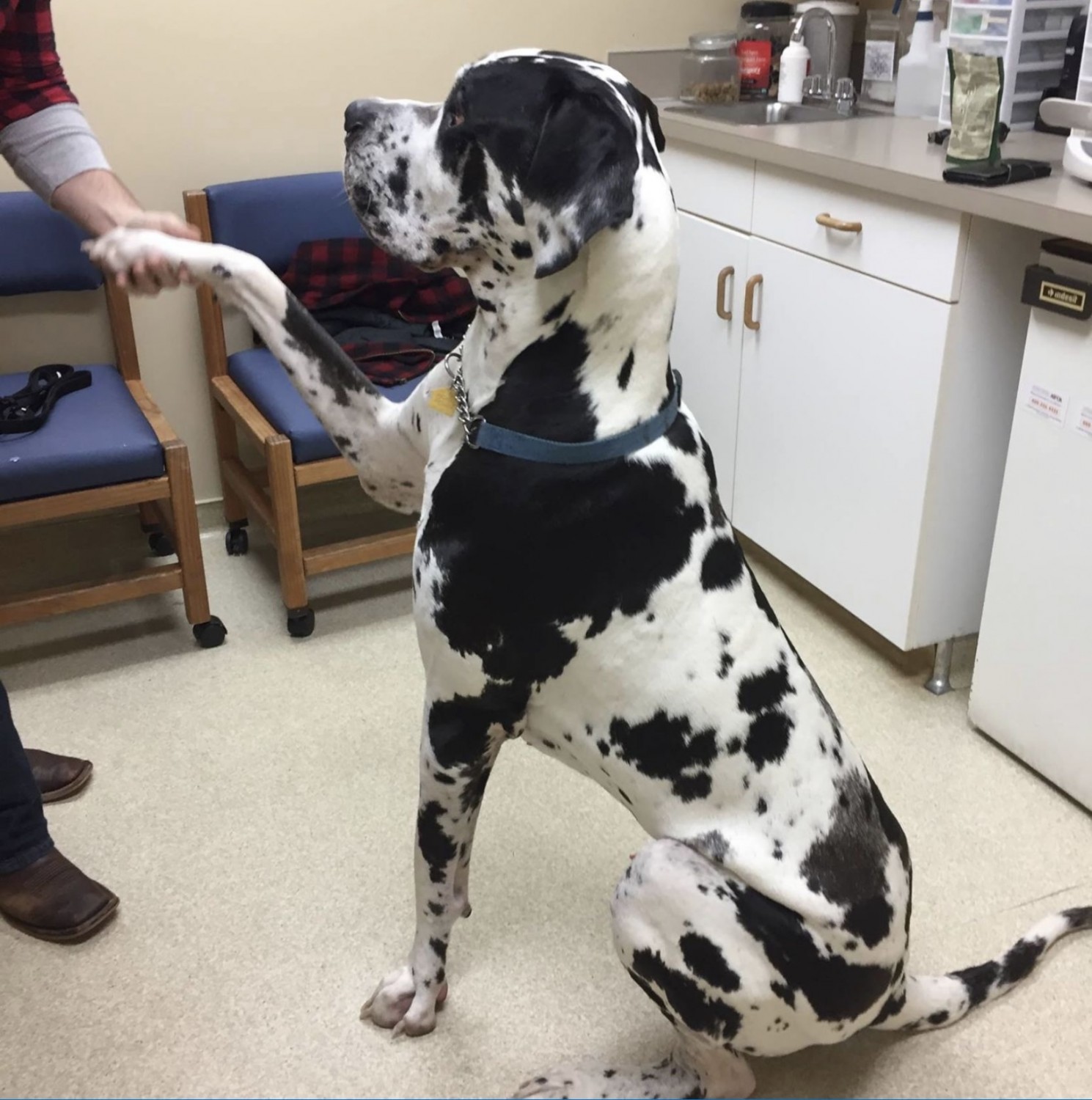 Dalmation Shakeing Hands/Paws