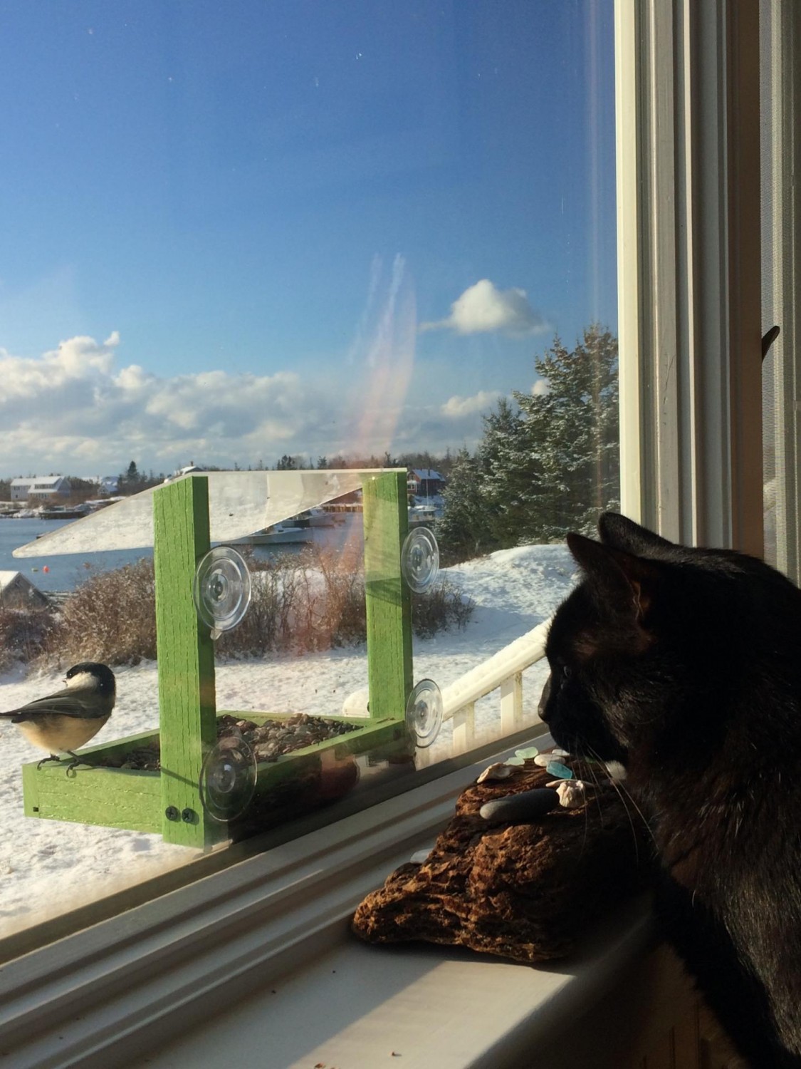 Memorials - Blackie (2002 - 2017)