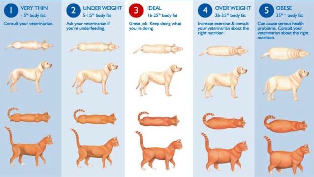 Body Condition Score - American Animal Hospital Association
