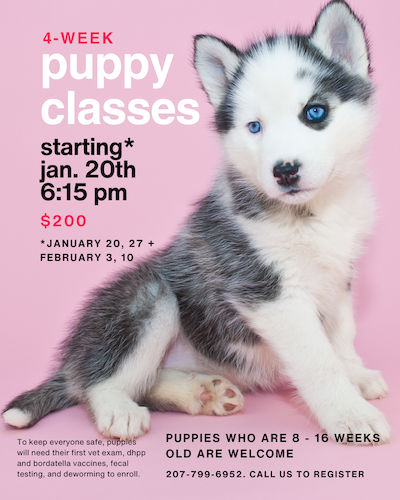 Puppy Classes