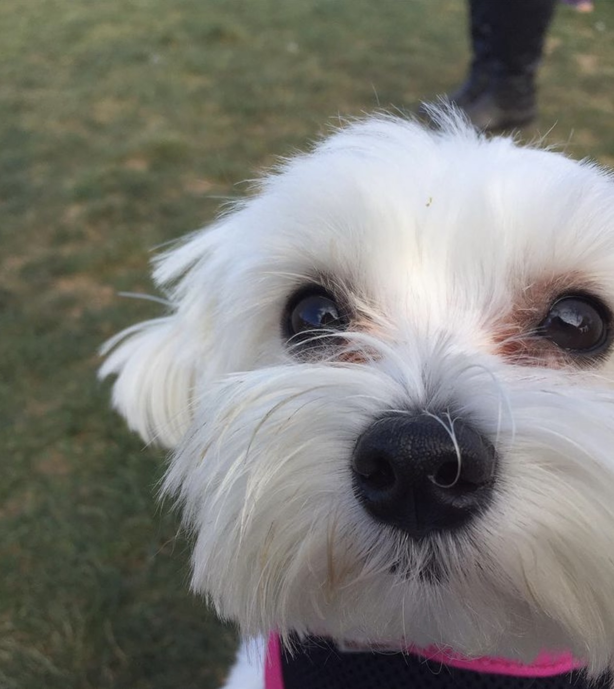 White Dog