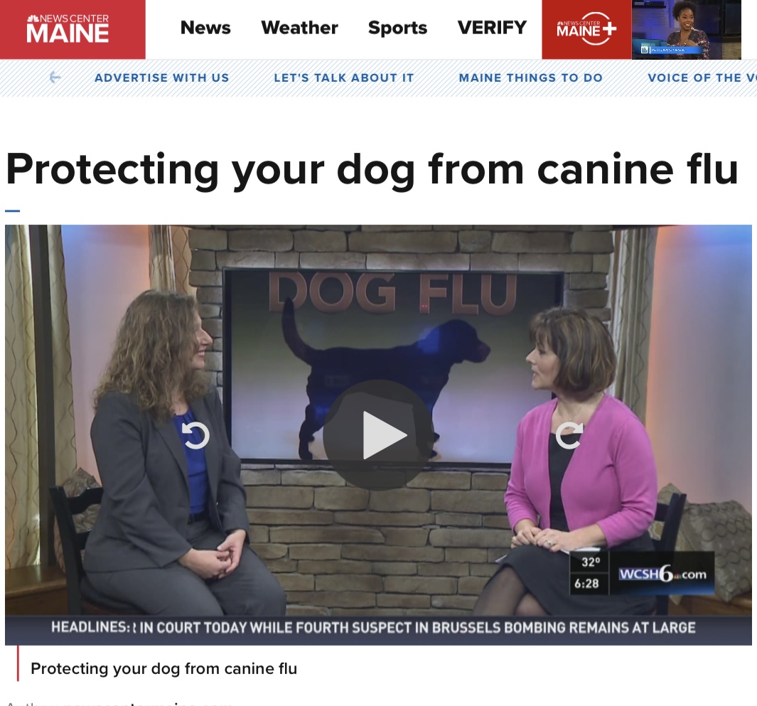 Protecting your dog from canine flu