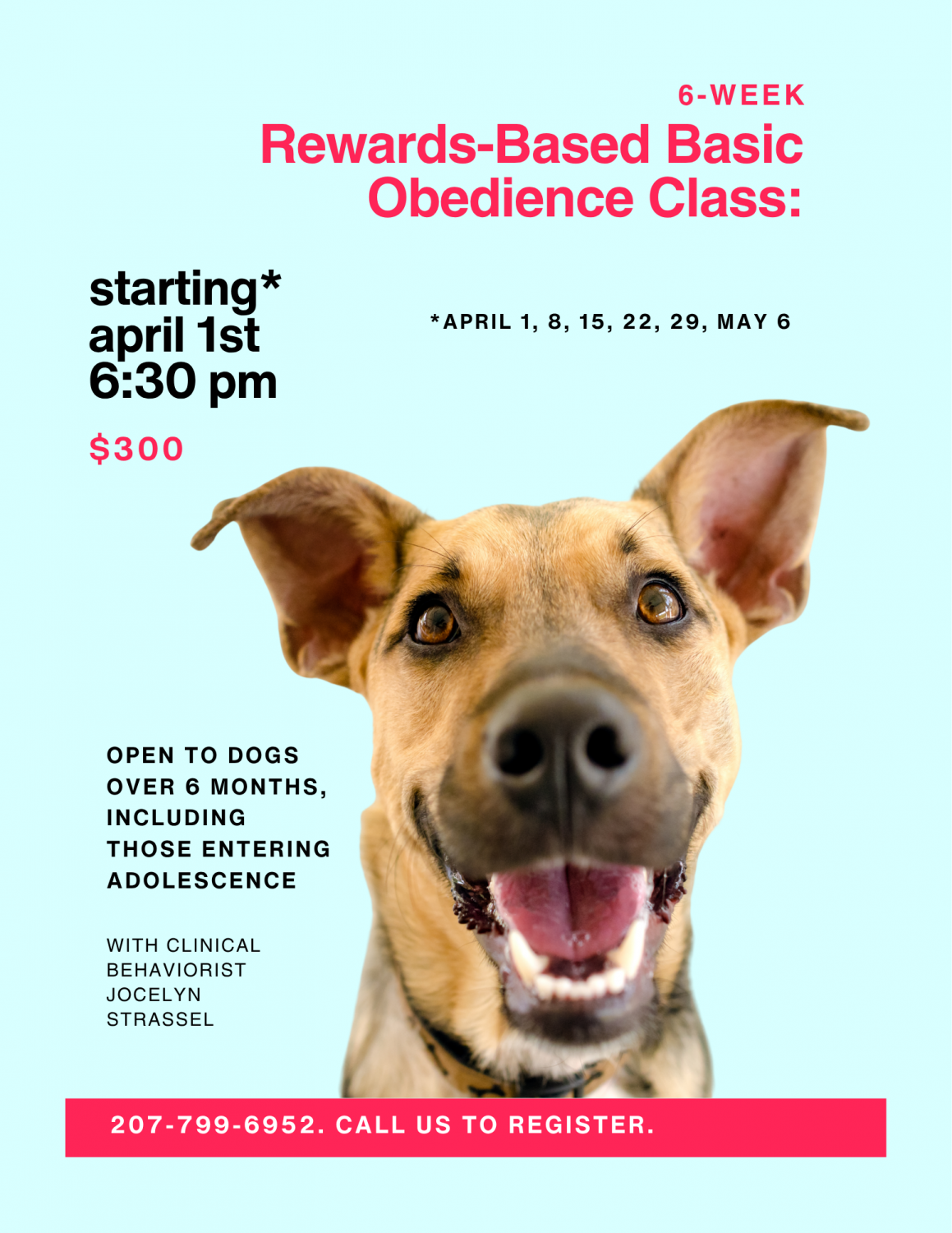 Rewards-Based Basic Obedience Class