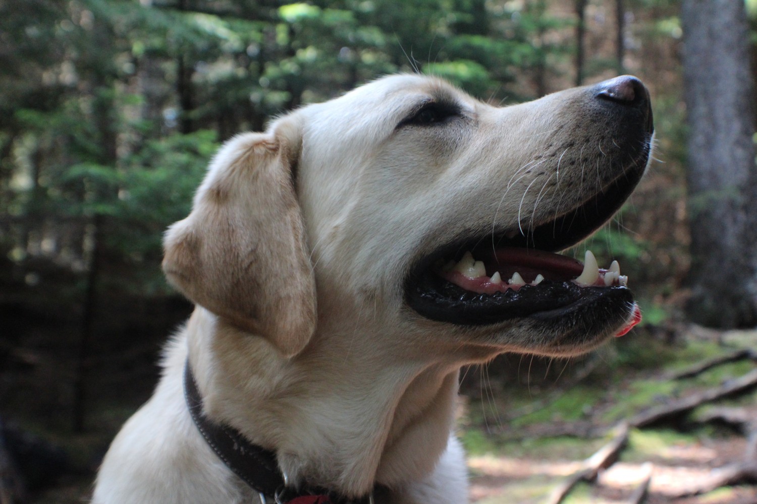 Smiling Dog