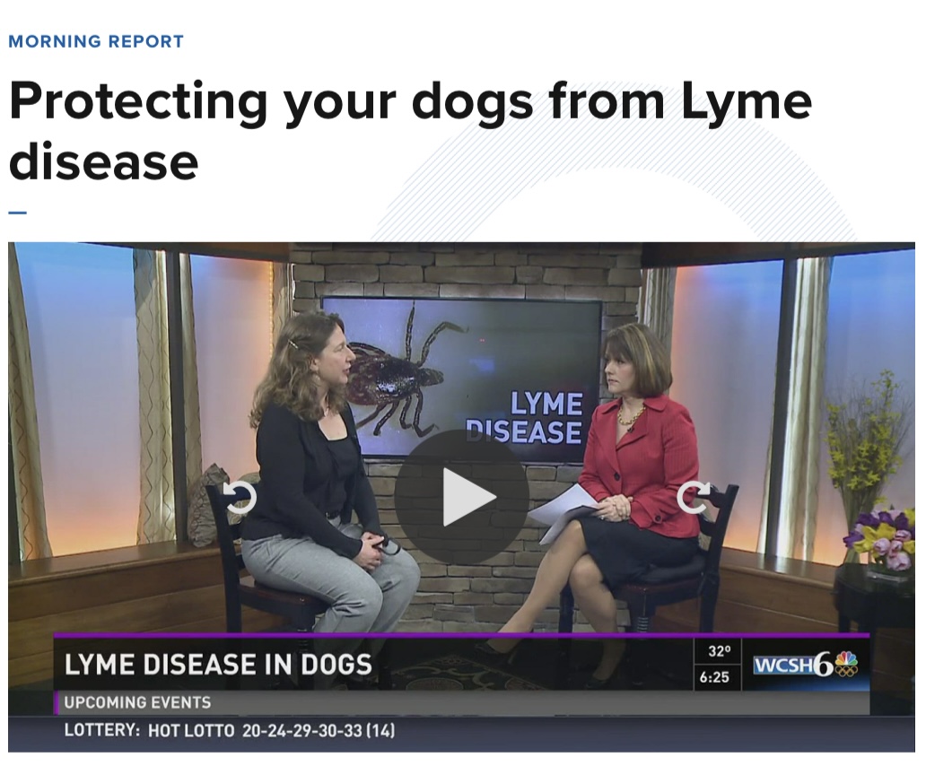 Protecting your dogs from Lyme disease