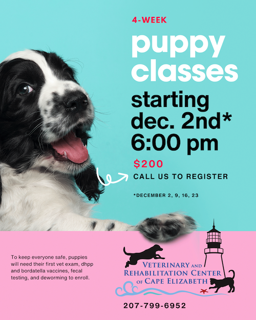 Puppy Classes