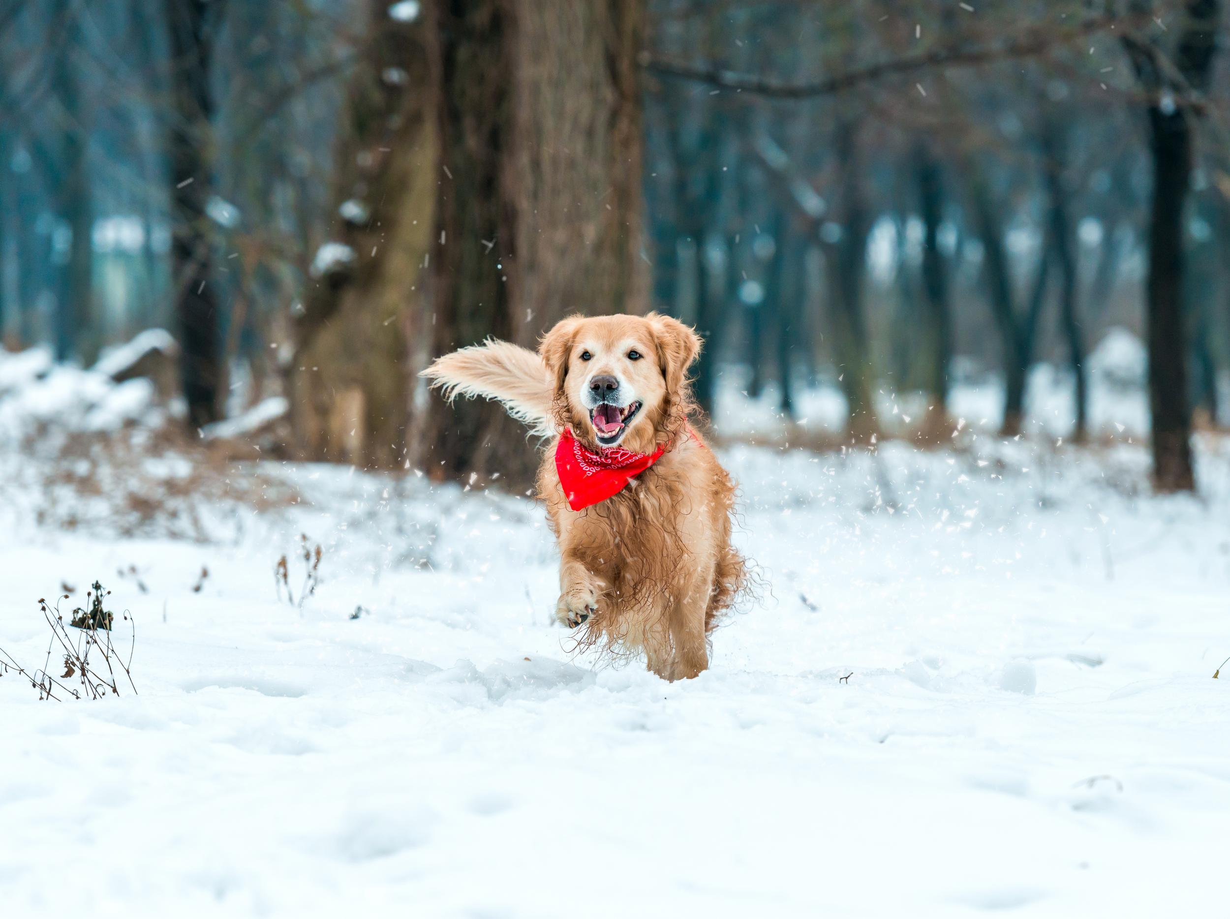 Golden Retriever with Red Bandana Running Thru Snow in Woods
