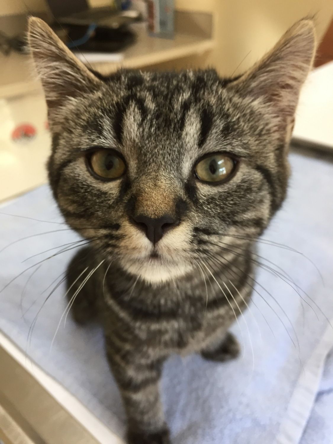 Cat Close Up
