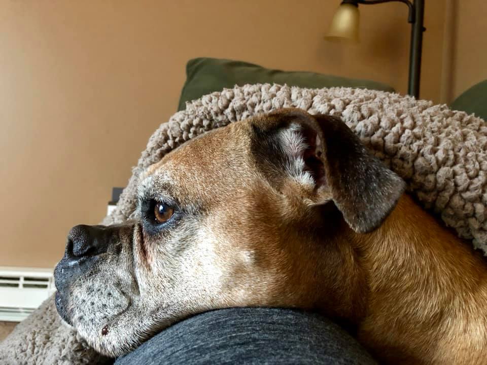 Memorials - Memorials - Roxy Rochelle (July 22, 2008 – June 27, 2019)