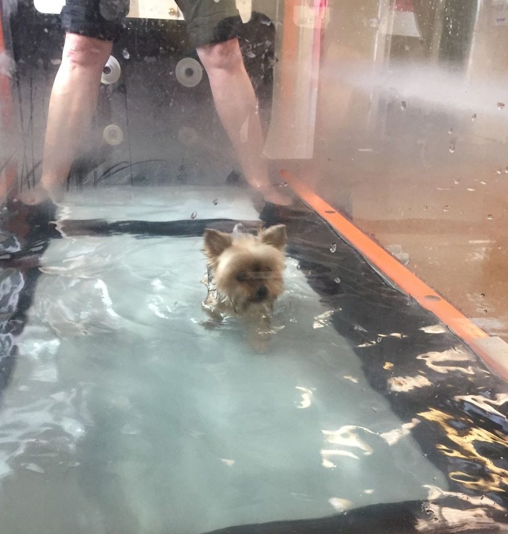 Dog in Rehabilitation