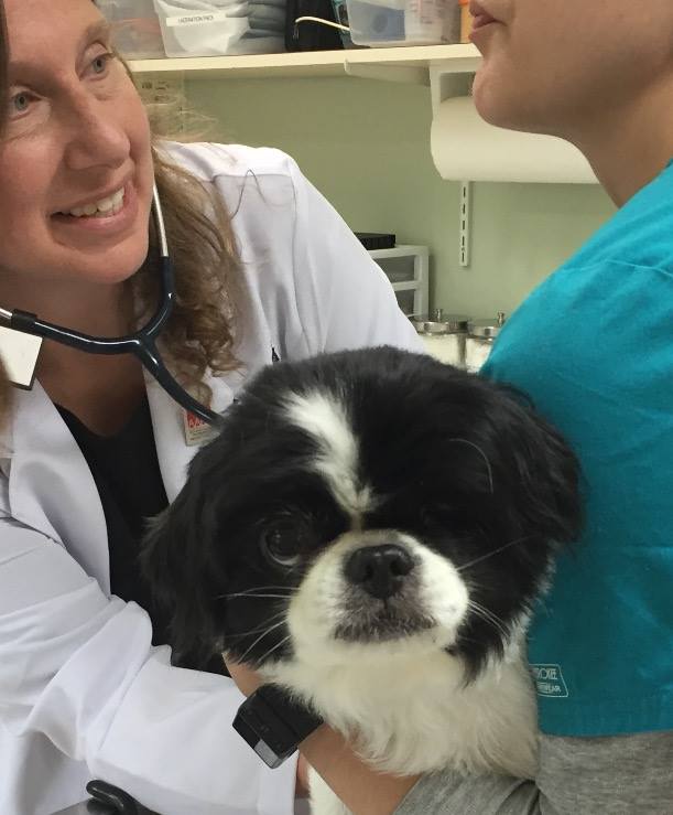 Dr Ginger Browne Johnson, DVM, CCRP, Veterinarian at Veterinary and Rehabilitation Center of Cape Elizabeth, pet exam with dog in Cape Elizabeth, AAHA accredited veterinary hospital near west end Portland Maine South Portland, scarborough 