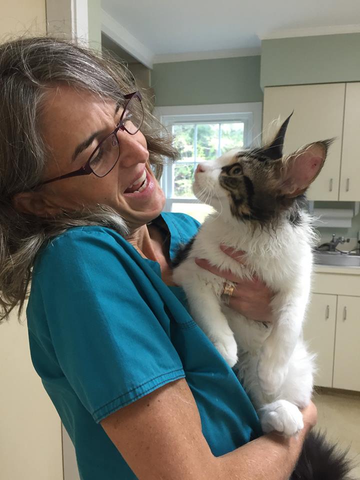 AAHA accredited, American Association of feline practitioners, cat Friendly, Veterinary hospital near Cape Elizabeth, South Portland, Scarborough, Portland, Falmouth, pet friendly