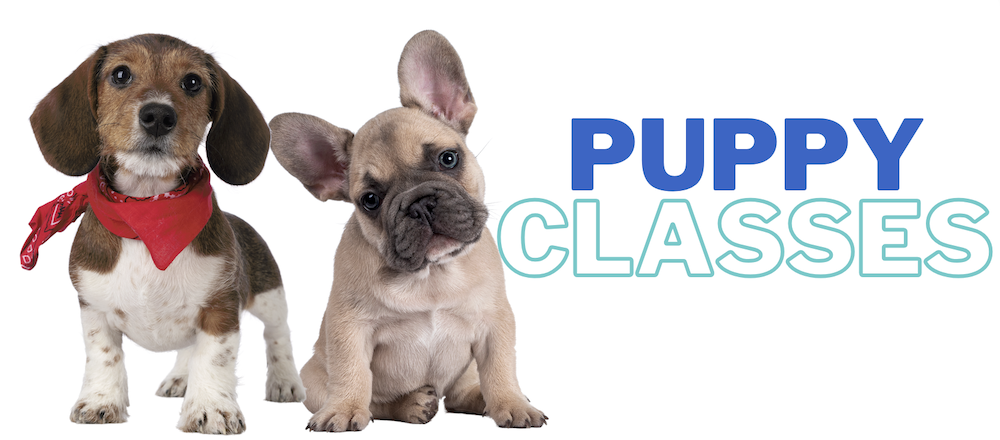 Puppy Classes