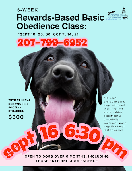 Dog Obedience Class description with image of dog on a blue background